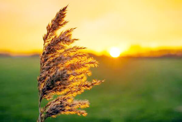 Bu gün Novruzun üçüncü - Yel çərşənbəsidir