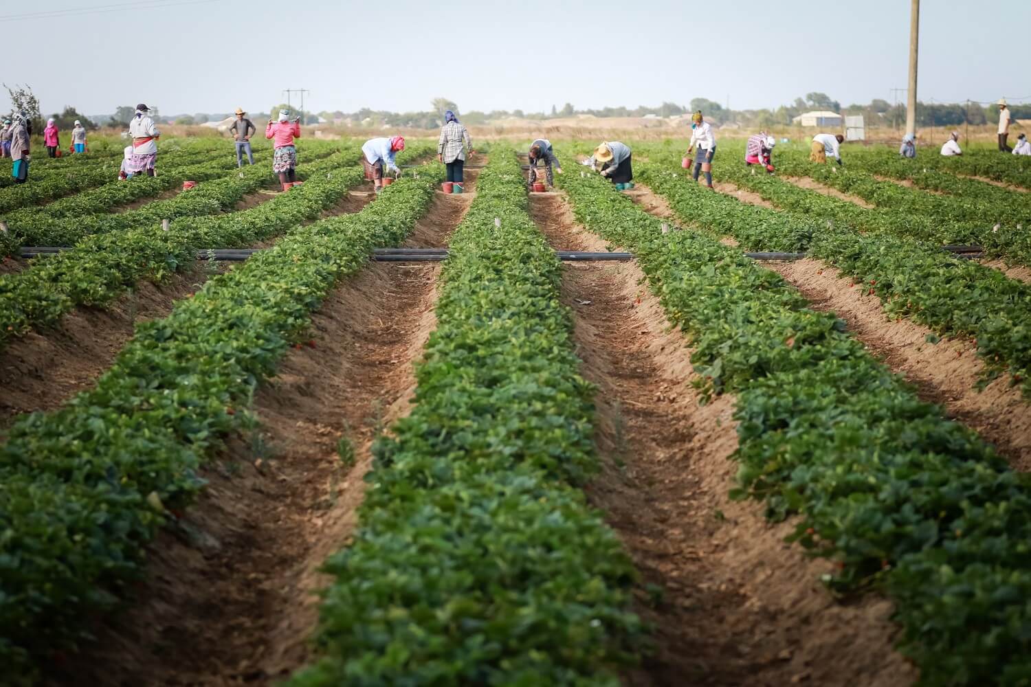 İvanovka kəndində əkin sahələrinin su təminatı yaxşılaşdırılacaq - SƏRƏNCAM