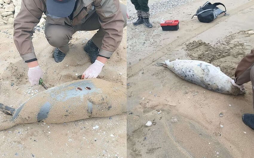 Qazaxıstanın Xəzər sahillərində 80-dən çox ölmüş suiti tapılıb
