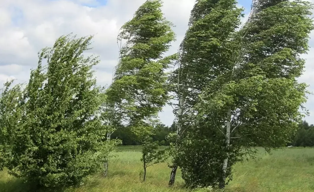 Sabah hava küləkli olacaq - XƏBƏRDARLIQ