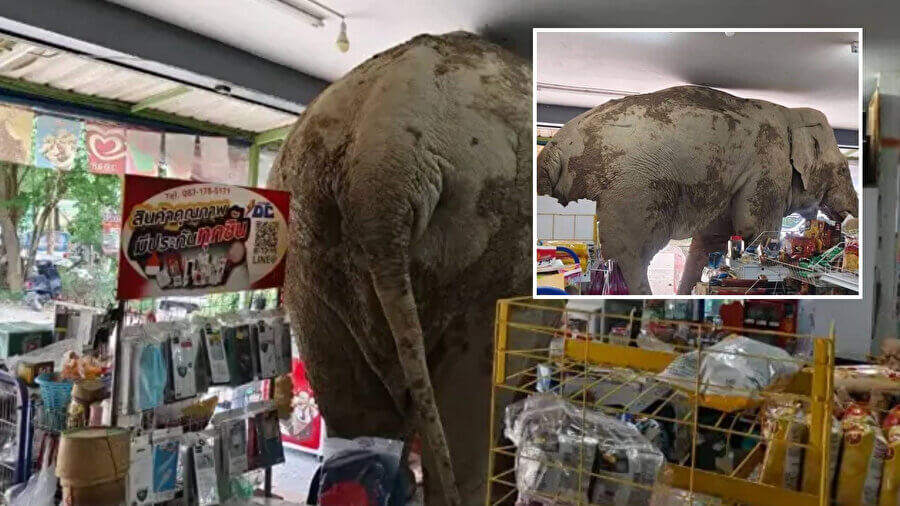 Taylandda bir fil marketə girərək qəlyanaltıları yeyib - VİDEO