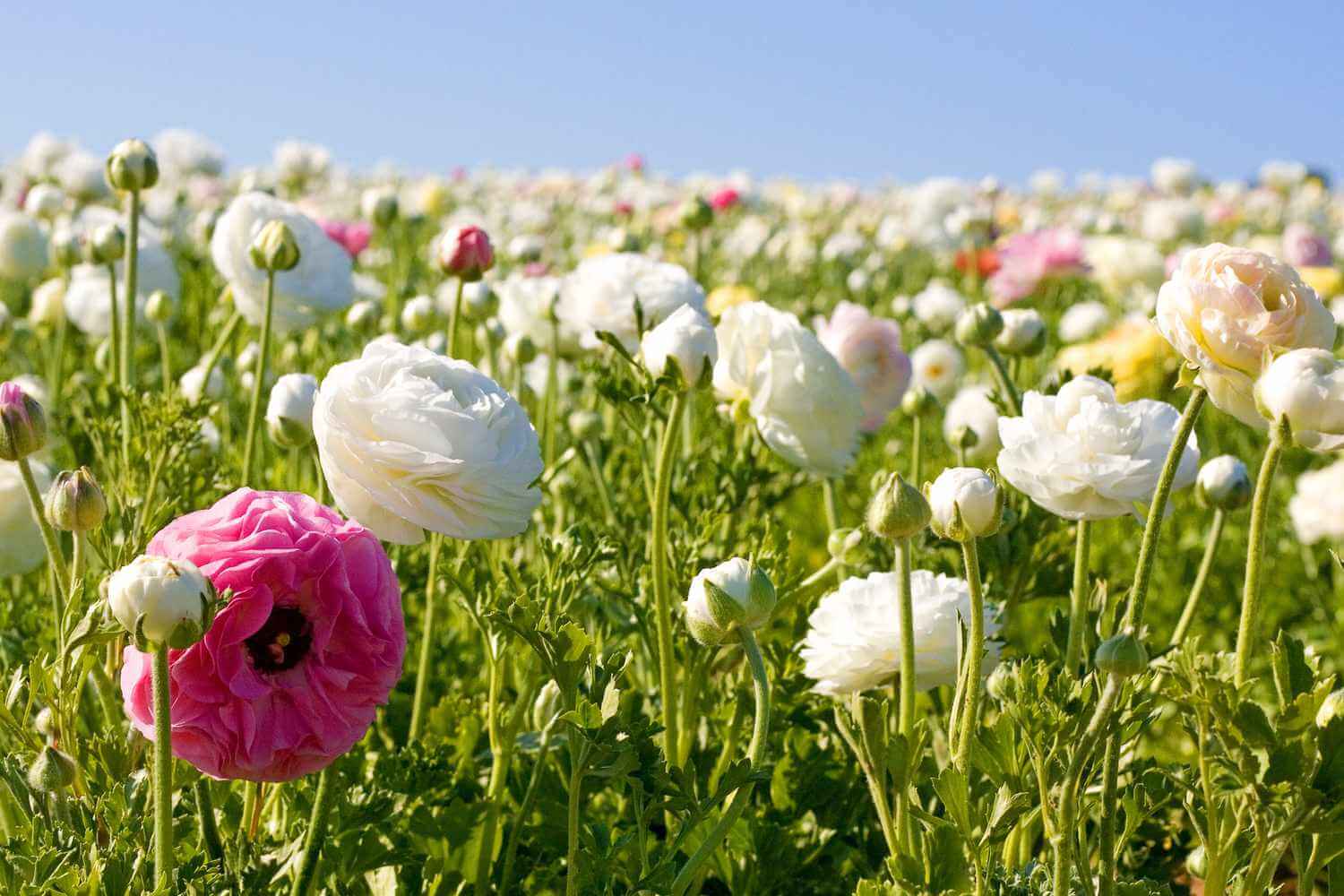 Sabahın hava proqnozu