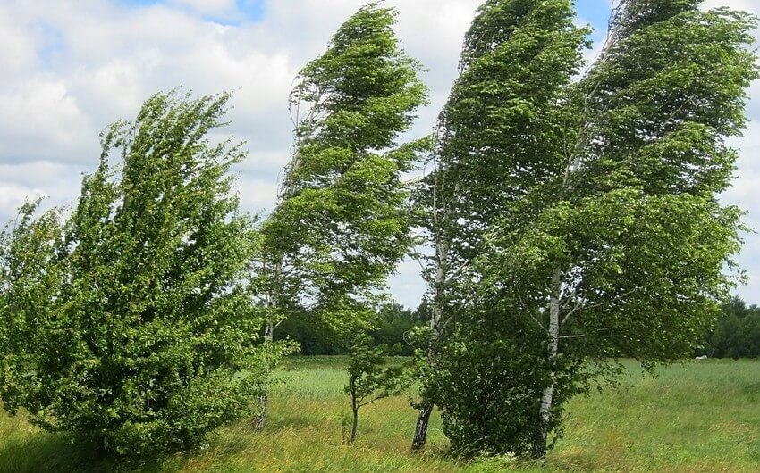 Hava küləkli olacaq: Sarı xəbərdarlıq verildi