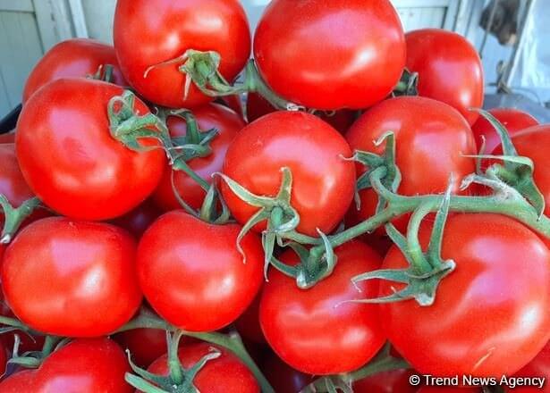 Qazaxıstandan Azərbaycan pomidoruna QADAĞA