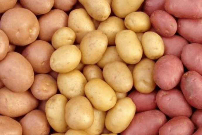 Kartof əkinində məhsuldarlıq  55 tona çatıb