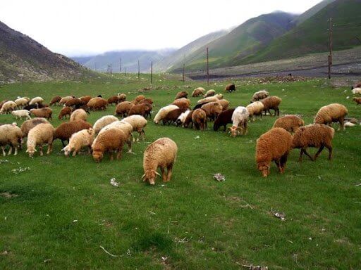 Azərbaycanda qoyun və keçilərin sayı AÇIQLANIB